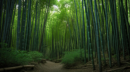 Lush green bamboo forest