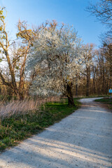 Trail with blossoming trees arounf during springtime day with clear sky