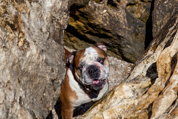 Funny face of a red English British bulldog