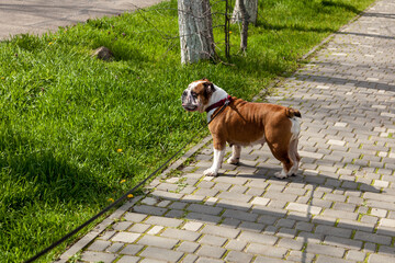 Red English British bulldog on a walk