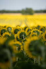 Sonnenblumenfeld im Sommer, von Hinten