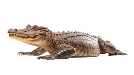 Fototapeta premium an American alligator (Alligator mississippiensis) full body 3/4 view in a Wildlife-themed, photorealistic illustration in a PNG format, cutout, and isolated. Generative AI