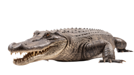 an American alligator (Alligator mississippiensis) full body 3/4 view in a  Wildlife-themed, photorealistic illustration in a PNG format, cutout, and isolated. Generative AI