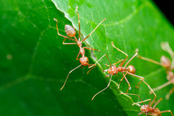 A photo of Red weaver ant nest building, ant team work. red ant. Red ant building and guarding nest.