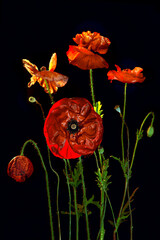 Isolated pattern of poppy flowers in Vintage style. Photo in a Dark key. Mysterious opium. Red flower for background, texture, wrapper pattern, frame or border. Floral Pattern. Close-up. Stylish