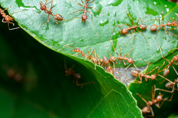 A photo of Red weaver ant nest building, ant team work. red ant. Red ant building and guarding nest.