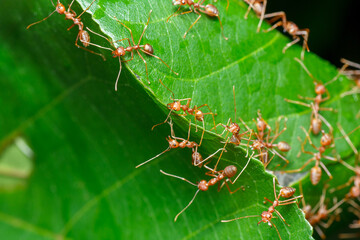 A photo of Red weaver ant nest building, ant team work. red ant. Red ant building and guarding nest.