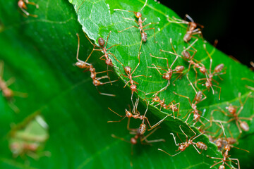 A photo of Red weaver ant nest building, ant team work. red ant. Red ant building and guarding nest.
