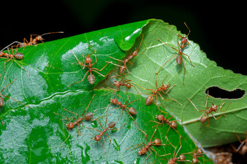 A photo of Red weaver ant nest building, ant team work. red ant. Red ant building and guarding nest.