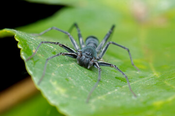 A photo of Ant-like sac spider (Corinnomma sp.)
