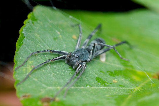 A photo of Ant-like sac spider (Corinnomma sp.)