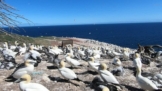 View of the sea and a large breeding colony of gannets with young birds, Bonaventure Island, Perce, Gaspe Peninsula, Quebec, Canada, North America