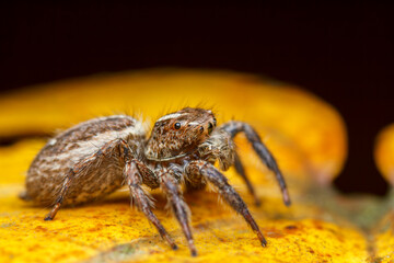 A photo of a Jumping spider (Plexippus paykulli)