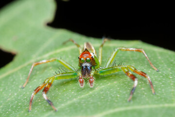 A photo of a Jumping spider (Epeus flavobilineatus). Stylish spider, spider hairstyle, mohawk spider, spider has a mohawk