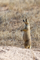 Prairie Dog in the Wyoming desert