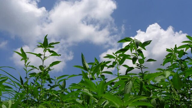 Scenery of swaying green jute trees on blue sky with white clouds background. 