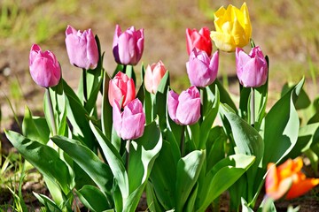 Nahaufnahme Blumenwiese