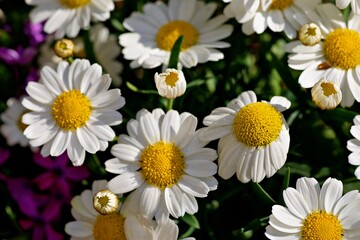 Nahaufnahme Blumenwiese