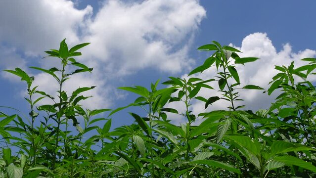 Scenery of swaying green jute trees on blue sky with white clouds background. 