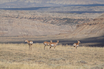 Pronghorns in the Wyoming mountains