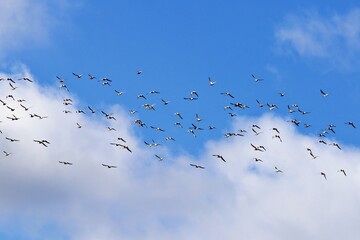 Vogelschwarm in der Luft