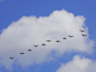 Vogelschwarm in der Luft
