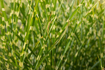Green grass background. Grass Miscanthus Strictus close-up.