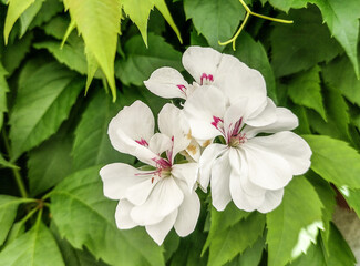 Ivy geranium flower. Macro view