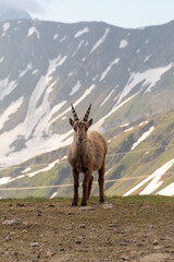 Obraz premium Young Ibex male looking towards the camera with the mountain as a background