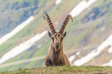 Ibex male looking towards the camera with the mountain as a background
