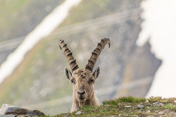 Close up of male ibex with mountain as background