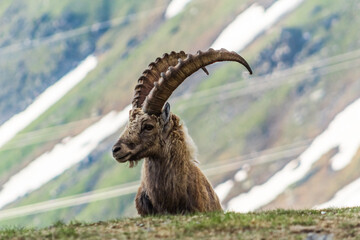 Close up of male ibex looking to the left with the mountain in the background