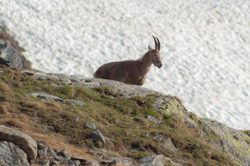 Ibex on the rock with snow