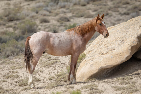 Wild horses in Wyoming