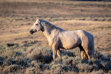 Wild horses in Wyoming