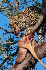 leapord licks