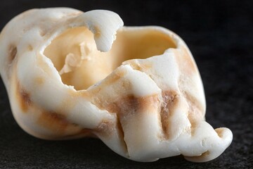 texture of a beautiful seashell on a dark background