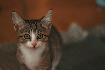 domestic cat looking at camera