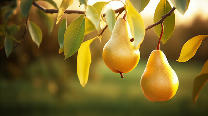 yellow pears on a branch