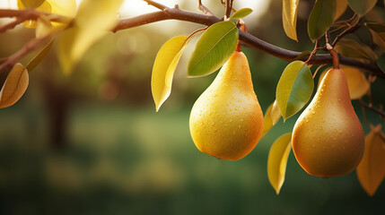 yellow pear on a branch