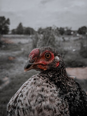 A small hen closeup mouth image