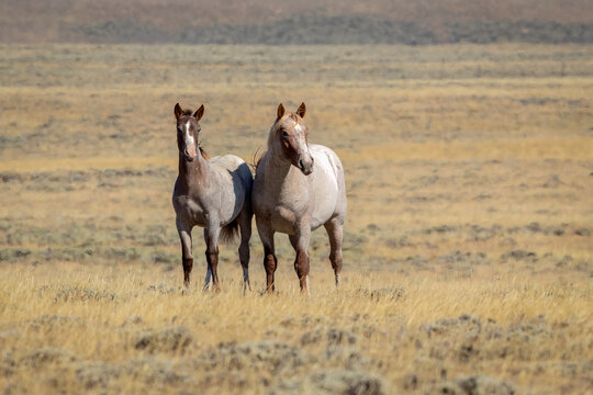 Wild horses in Wyoming