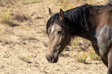 Wild horses in Wyoming