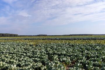 Fototapeta na wymiar Agricultural field where cabbage is grown in cabbages