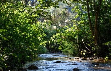 Stream in the woods in summer. Shallow depth of field.