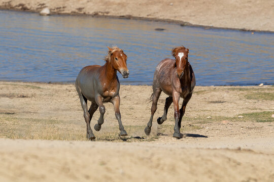 Wild Wyoming horses by the water