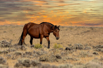 Wild horses in Wyoming