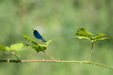 Blue damselfly on a branch of a bramble with green background