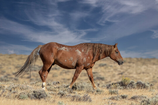 Wild horses in Wyoming