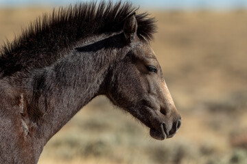 Wild colt horse in Wyoming